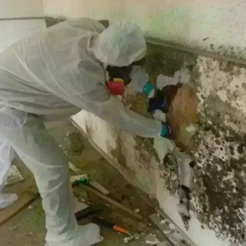 Mold Remediation and Removal in Bossier City, LA